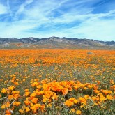 field of orange poppies mountains