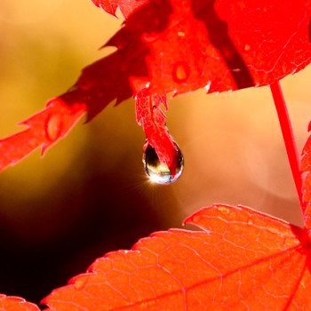 droplet off a red leaf