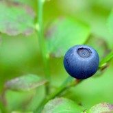 blueberry on a blue