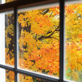 window orange leaves autumn