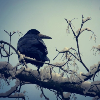 crow winter